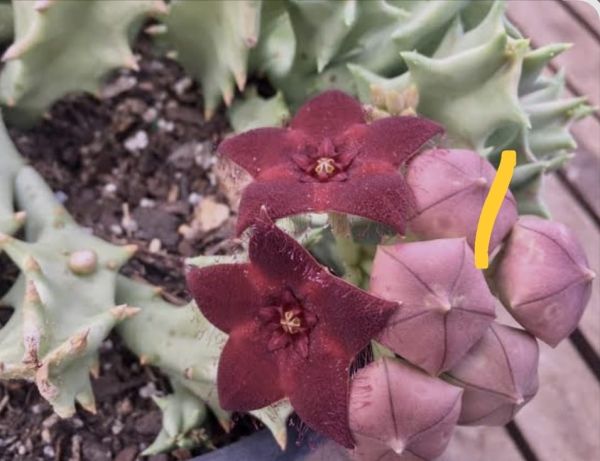 Caralluma melanantha